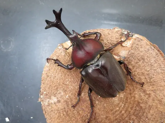 国産カブトムシ(福岡県福津)73ミリ