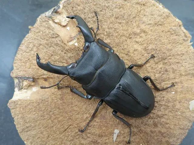 スジブトヒラタクワガタ(奄美大島)62ミリ