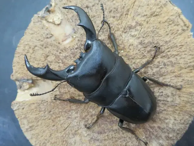 アマミヒラタクワガタ65ミリ