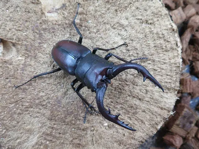 天然ノコギリクワガタ(熊本県産)58ミリ