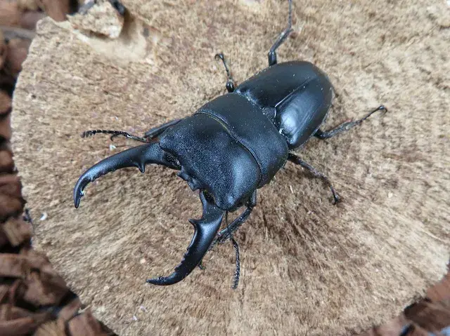 天然ヒラタクワガタ(熊本県産)55ミリ