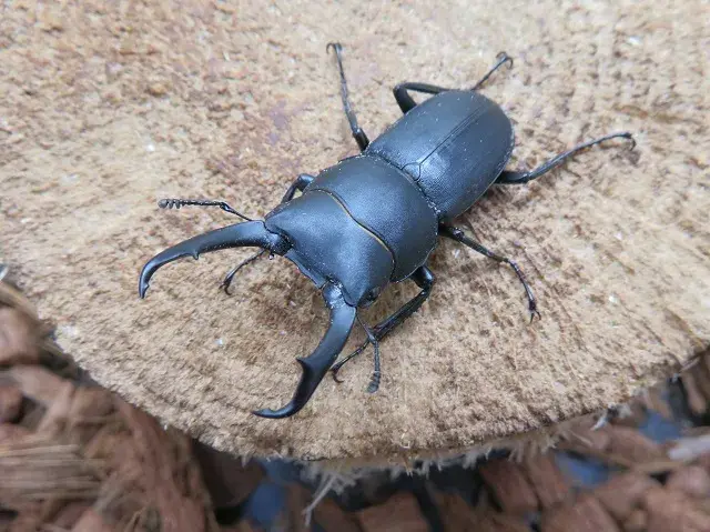 天然コクワガタ(熊本県産)45ミリ