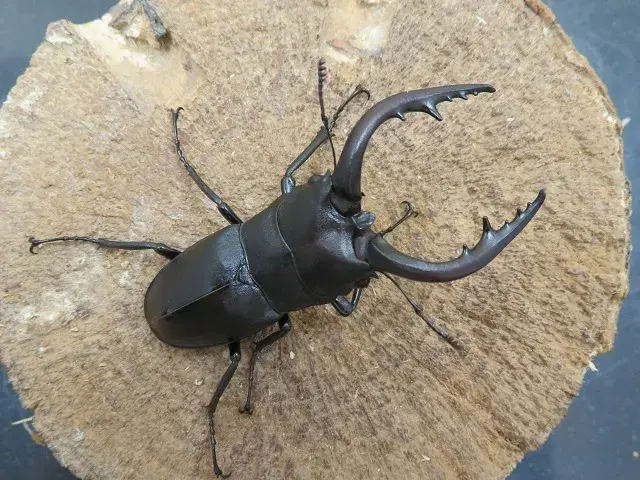 天然ノコギリクワガタ(宮崎県産)60ミリ