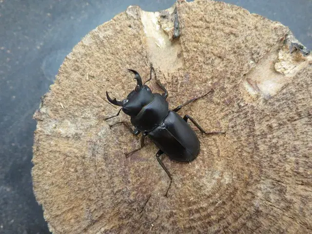 アマミコクワガタ35ミリ