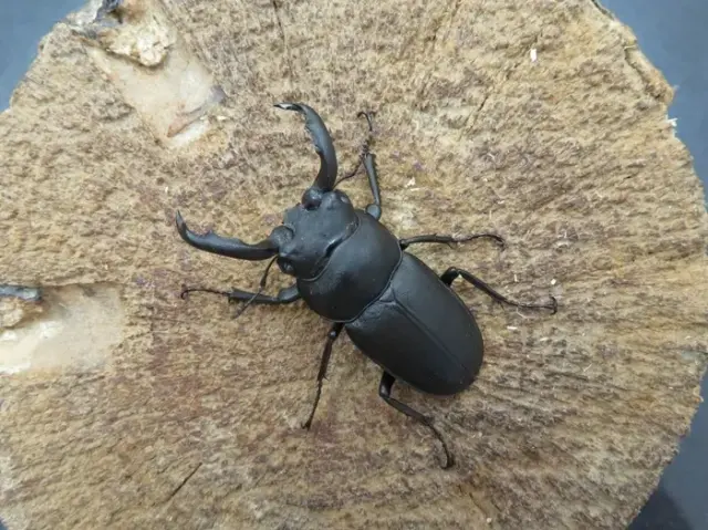 アマミシカクワガタ44ミリ