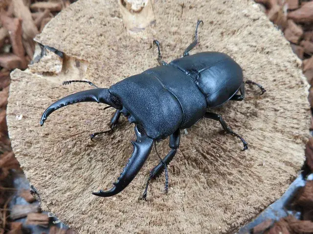 ゴトウヒラタクワガタ（小値賀島）70ミリ