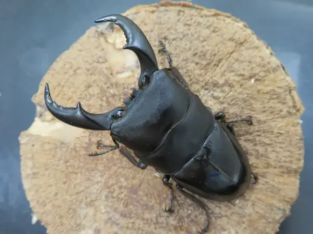 トクノシマヒラタクワガタの画像