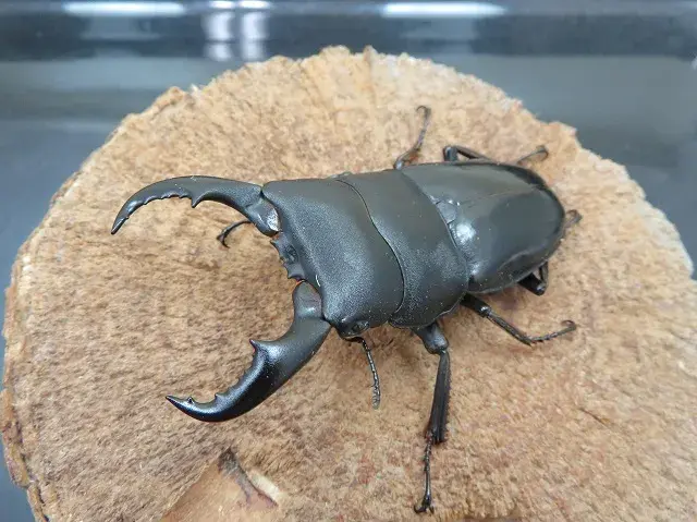 トクノシマヒラタクワガタ69ミリ