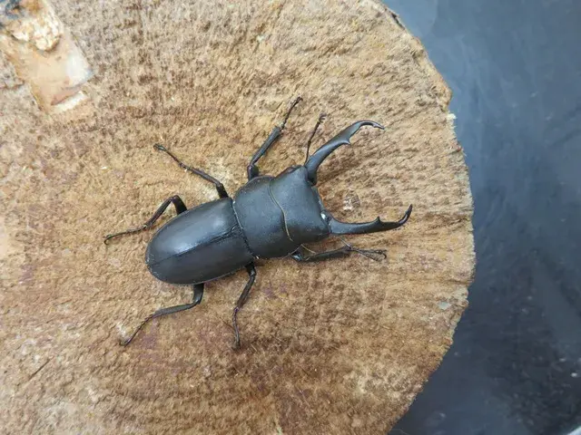 天然コクワガタ（宮崎県）43ミリ