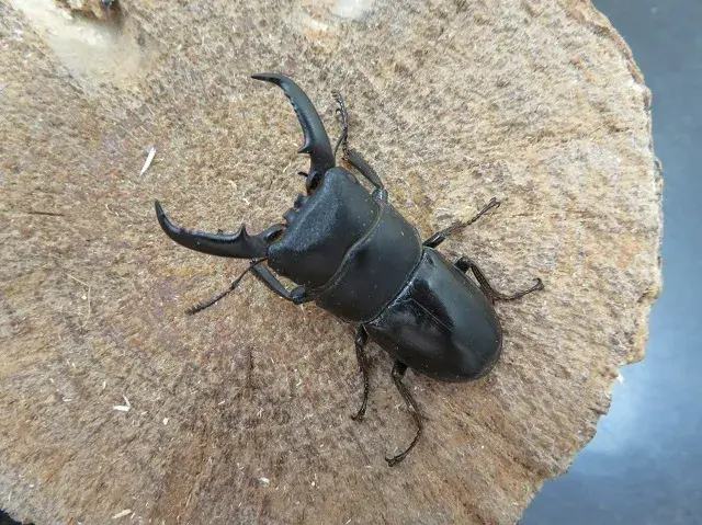 天然ヒラタクワガタ（福岡県福津市）45ミリ