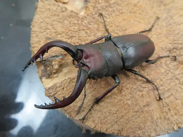 天然ノコギリクワガタ(福岡県福津市)60ミリ