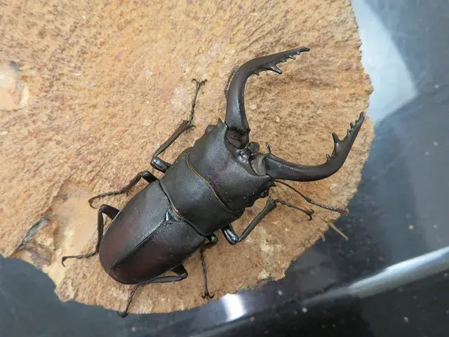 天然ノコギリクワガタ(宮崎県産)66ミリ