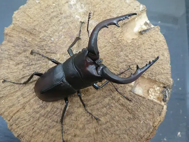 天然ノコギリクワガタ(宮崎県産)68ミリ