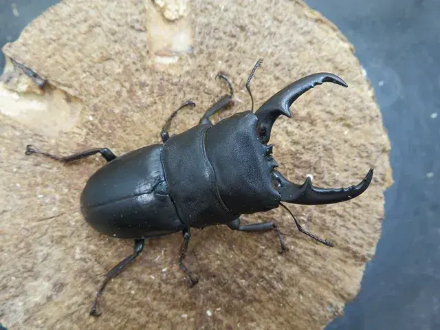 天然ヒラタクワガタ(宮崎県産)62ミリ
