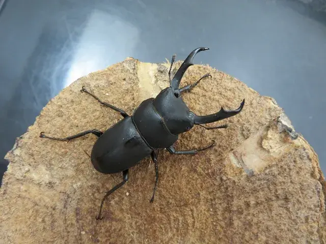 天然コクワガタ（宮崎県産）47ミリ