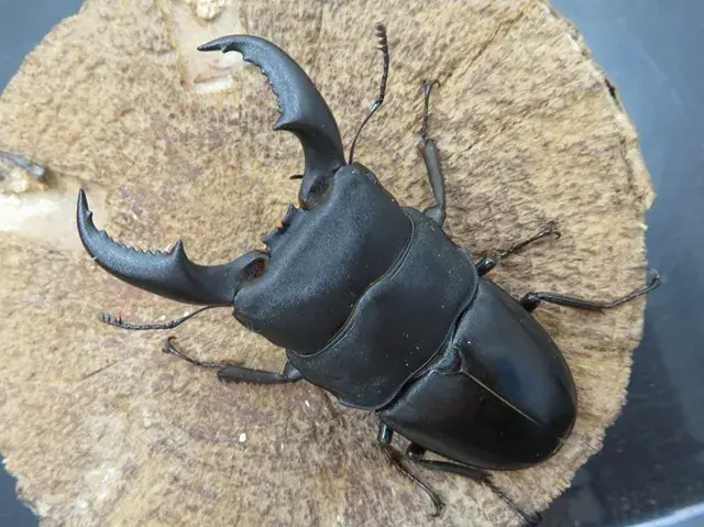 オキナワヒラタクワガタ販売/クワガタ工房 虫吉