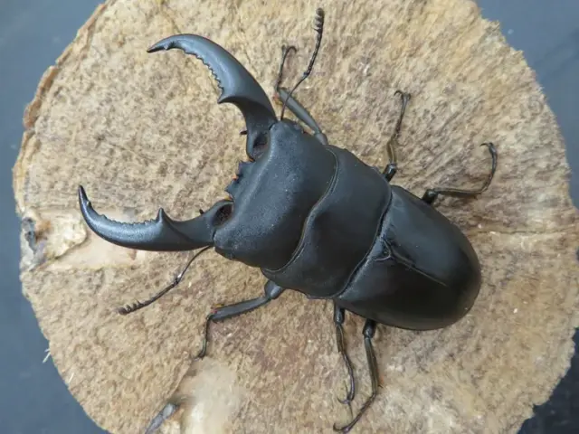 オキナワヒラタクワガタ(伊平屋島)67ミリ
