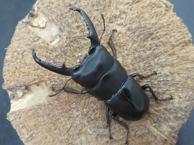 天然イキヒラタクワガタ60ミリ