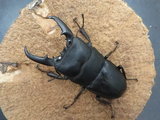 本土ヒラタクワガタ(福岡県福津市)67ミリ