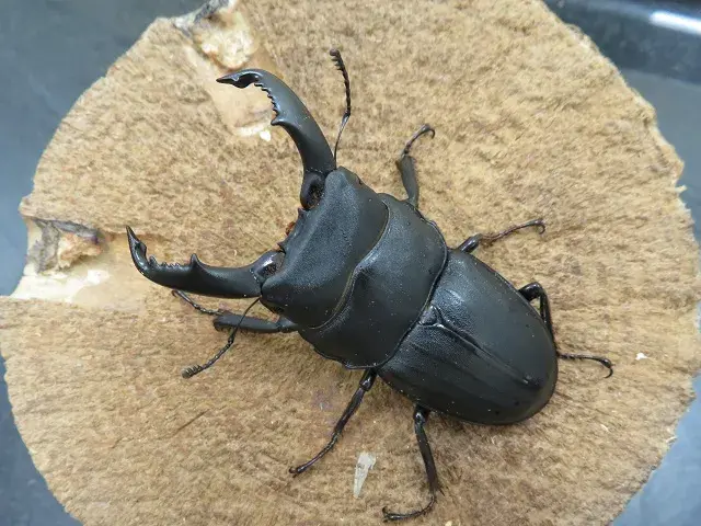 スジブトヒラタクワガタ(奄美大島)61ミリ