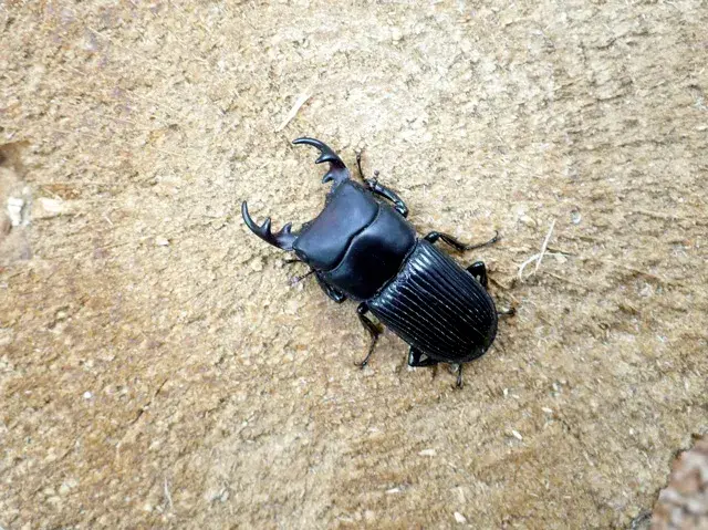 天然ネブトクワガタ(宮崎県産)27ミリ