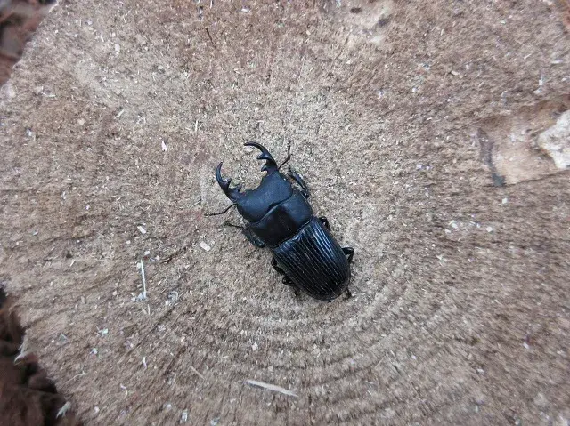 天然ネブトクワガタ(宮崎県産)28ミリ