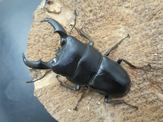 天然アマミヒラタクワガタ62ミリ