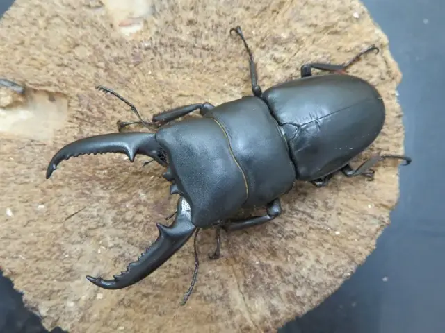 ゴトウヒラタクワガタ(小値賀島)73ミリ