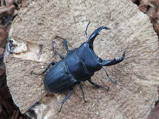 天然スジブトヒラタクワガタ(徳之島)53ミリ