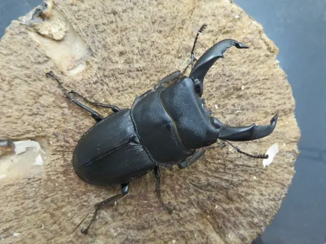 天然スジブトヒラタクワガタ(徳之島)59ミリ