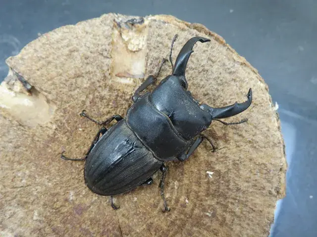 天然スジブトヒラタクワガタ(徳之島)57ミリ