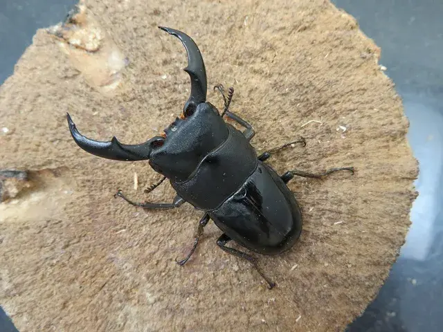 天然トクノシマヒラタクワガタ50ミリ