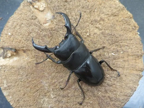 天然トクノシマヒラタクワガタ53ミリ