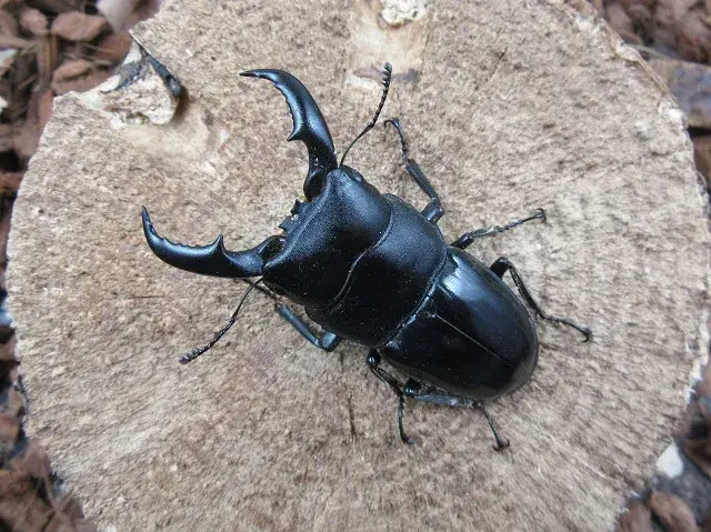 天然トクノシマヒラタクワガタ58ミリ