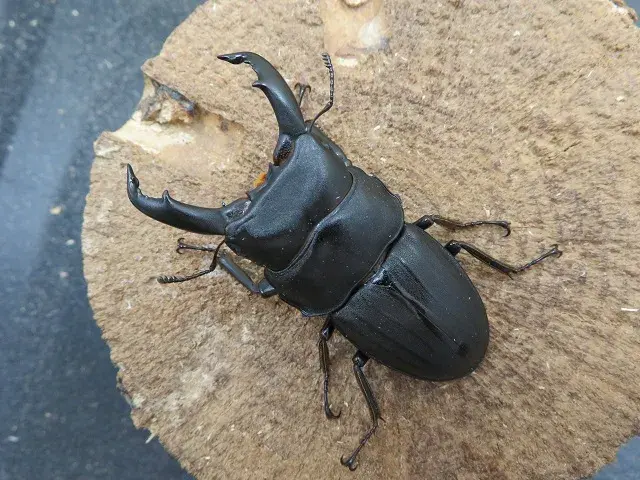 スジブトヒラタクワガタ(奄美大島)60ミリ
