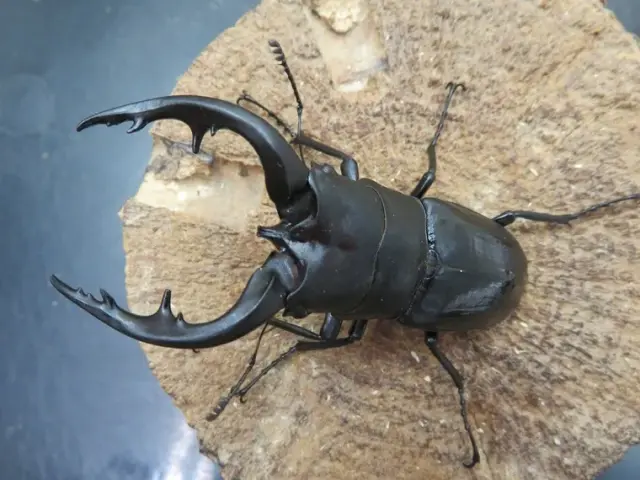 天然アマミノコギリクワガタ75ミリ