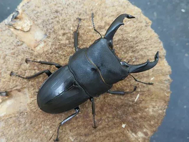 スジブトヒラタクワガタ(徳之島)61ミリ