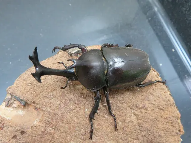 天然カブトムシ(福岡県福津市)65ミリ