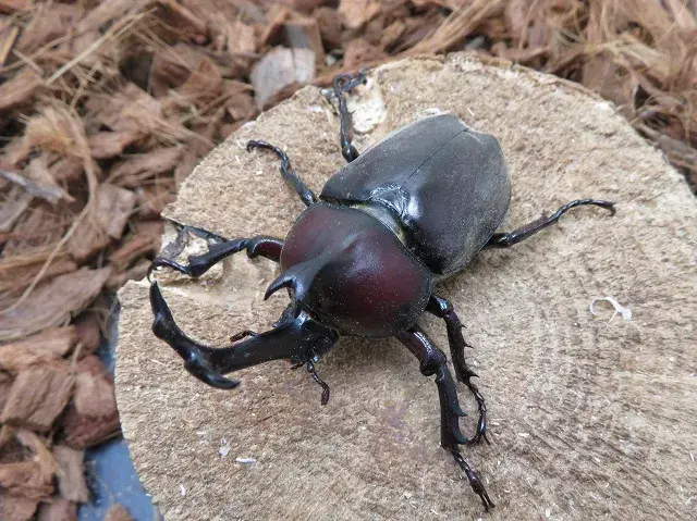 天然カブトムシ(福岡県福津市)73ミリ
