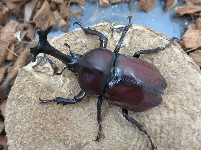 天然カブトムシ(福岡県福津市)68ミリ