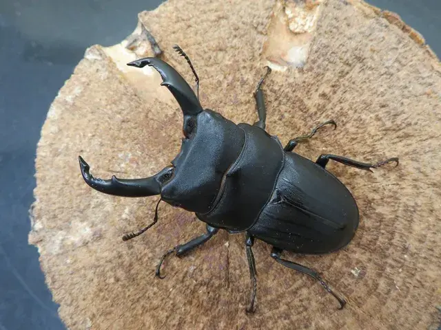 スジブトヒラタクワガタ(徳之島)60ミリ
