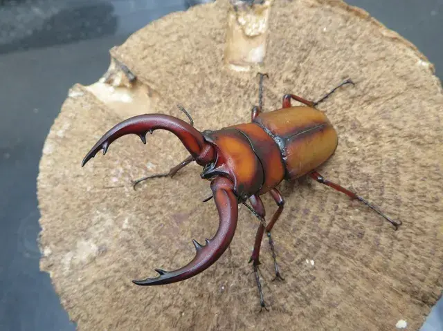 トカラノコギリクワガタ(悪石島)60ミリ