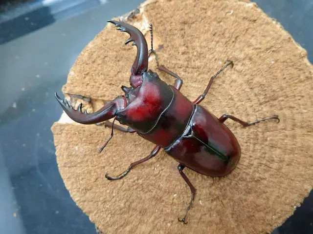 トクノシマノコギリクワガタ70ミリ(赤)