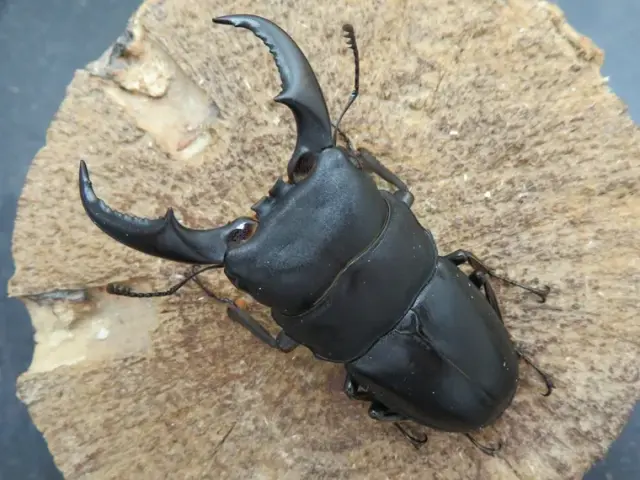 オキナワヒラタクワガタ(伊平屋島)66ミリ