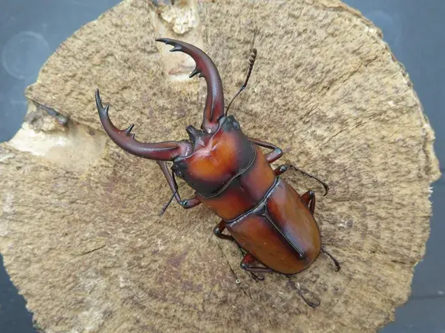 トカラノコギリクワガタ(悪石島)62ミリ