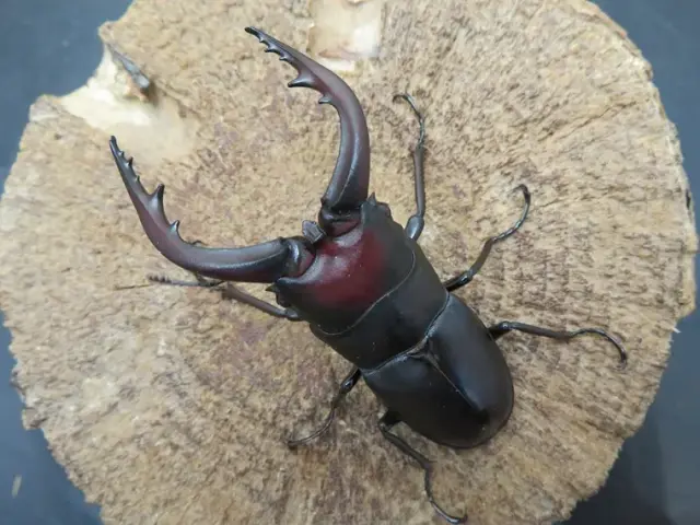 壱岐産ノコギリクワガタ66ミリ