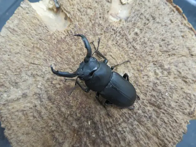アマミシカクワガタ42ミリ