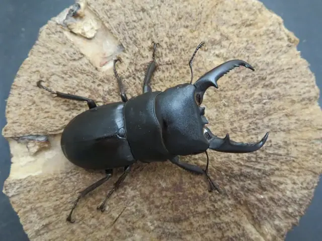 本土ヒラタクワガタ(宮崎県)58ミリ