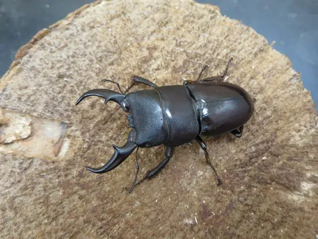 ダイトウヒラタクワガタ(南大東島)50ミリ