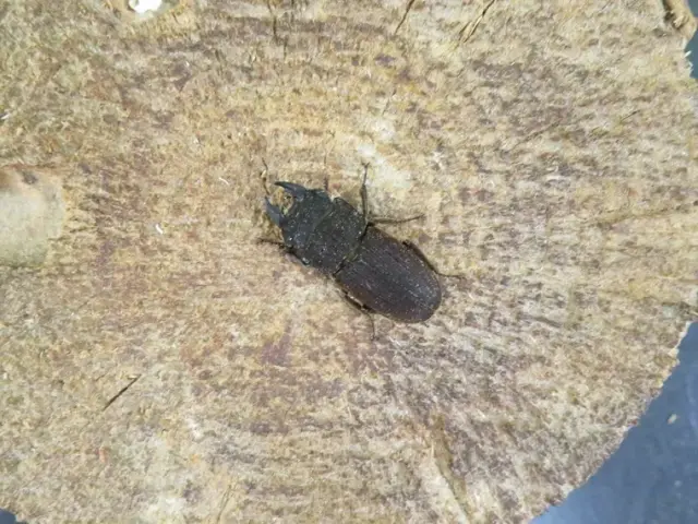 ヤマトサビクワガタ24ミリ